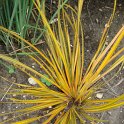 Libertia ixioides 'Goldfinger'